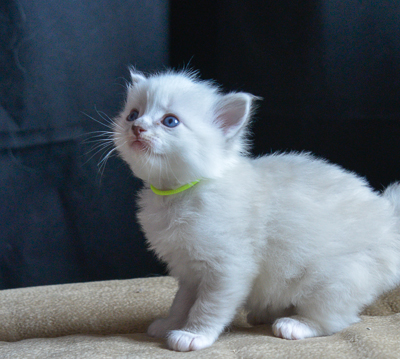 ragdoll kitten